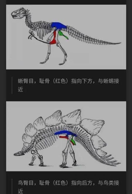 贵阳龙鱼的六角结构有何功能？，关于贵阳龙鱼的六角结构功能