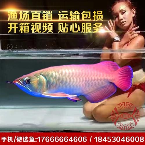 新加坡紅龍魚(yú)的價(jià)格范圍是多少？，新加坡紅龍魚(yú)的價(jià)格因素而異，新加坡紅龍魚(yú)市場(chǎng)價(jià)格走勢(shì)