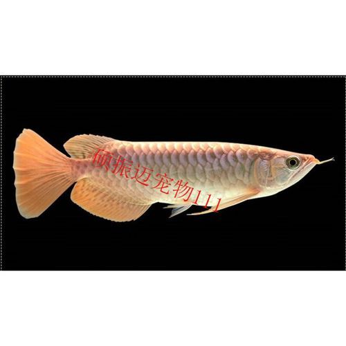 新加坡紅龍魚的價格范圍是多少？，新加坡紅龍魚的價格因素而異，新加坡紅龍魚市場價格走勢