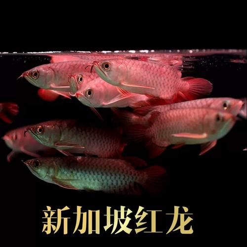 新加坡紅龍魚的價格范圍是多少？，新加坡紅龍魚的價格因素而異，新加坡紅龍魚市場價格走勢
