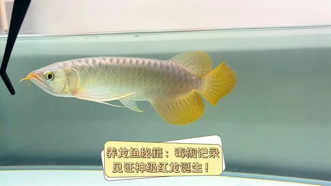 哪些龍魚品種最適合新手飼養？