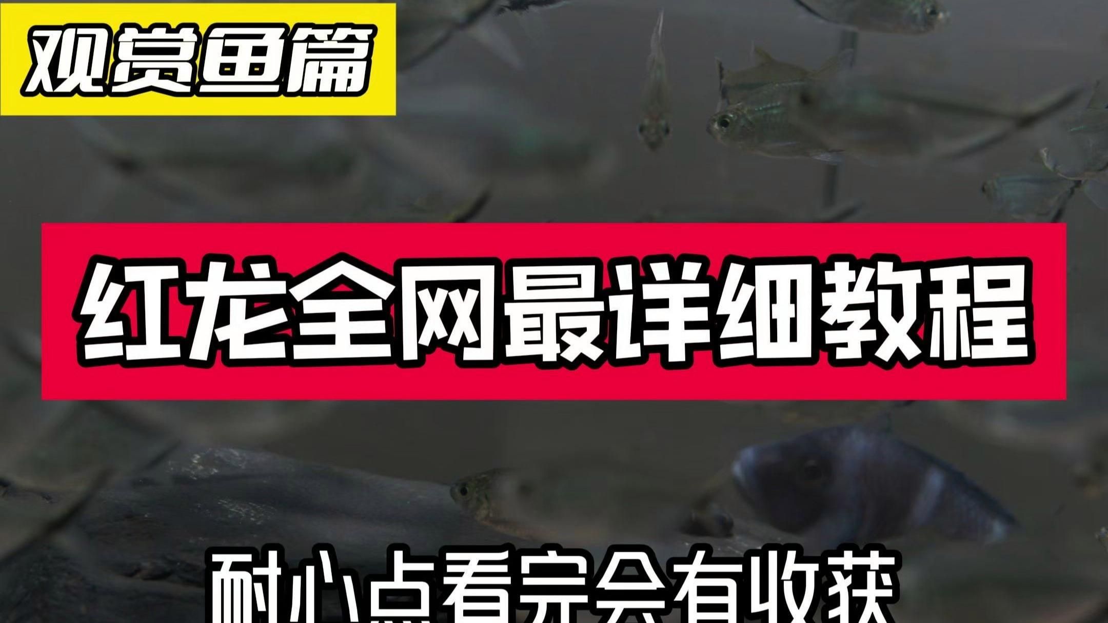 哪些龍魚品種最適合新手飼養？