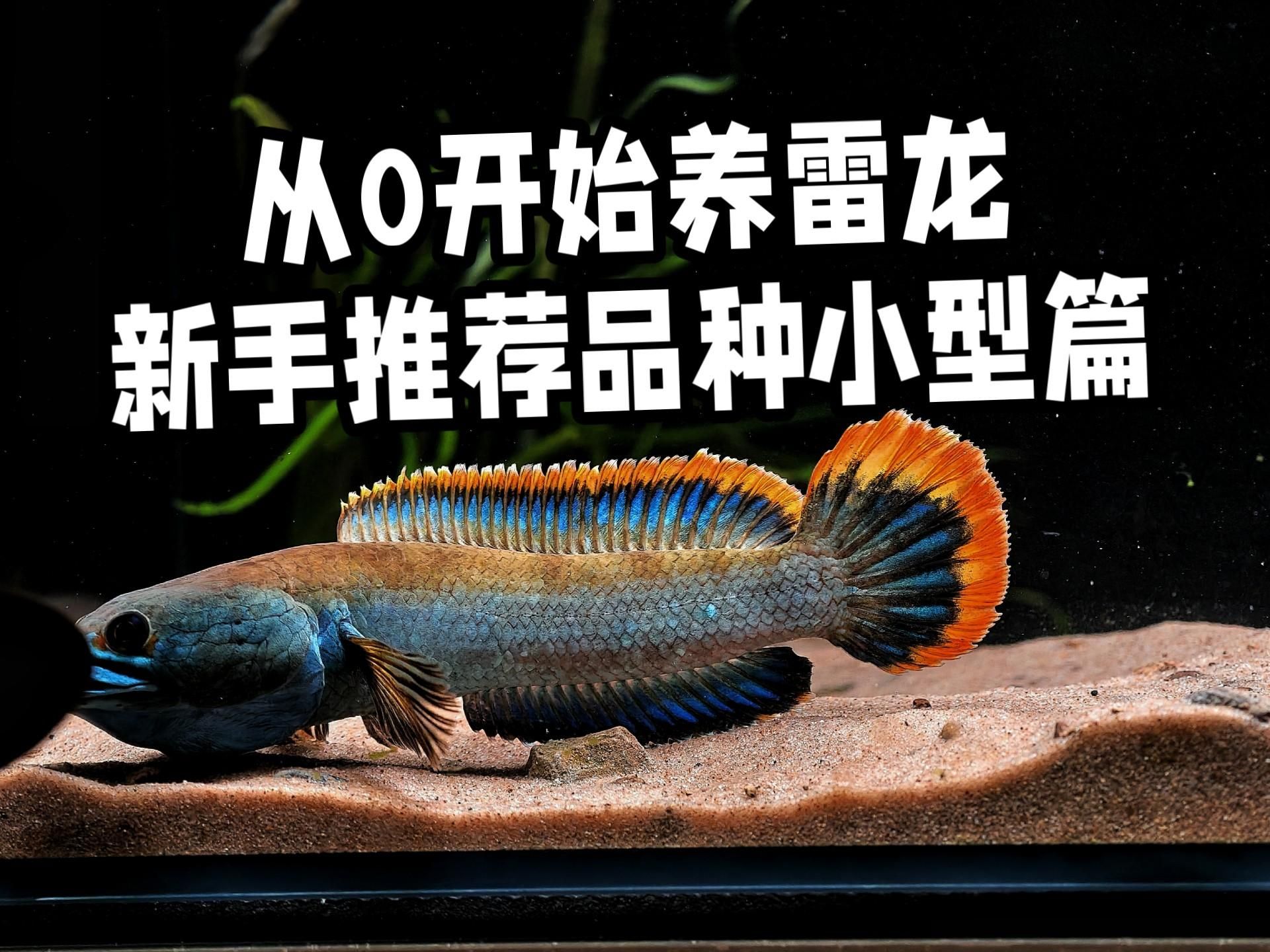 哪些龍魚品種最適合新手飼養？