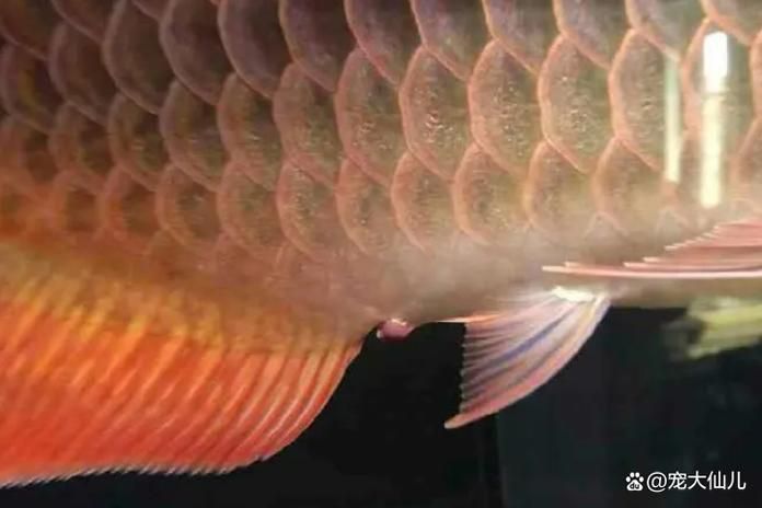 順平龍魚的養殖技術有哪些？，河北順平龍魚養殖技術 順平龍魚的養殖技術有哪些？，河北順平龍魚養殖技術 龍魚百科 第3張