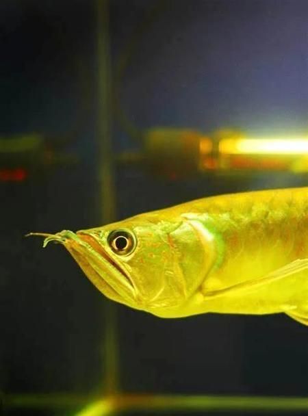 順平龍魚的養殖技術有哪些？，河北順平龍魚養殖技術 順平龍魚的養殖技術有哪些？，河北順平龍魚養殖技術 龍魚百科 第2張