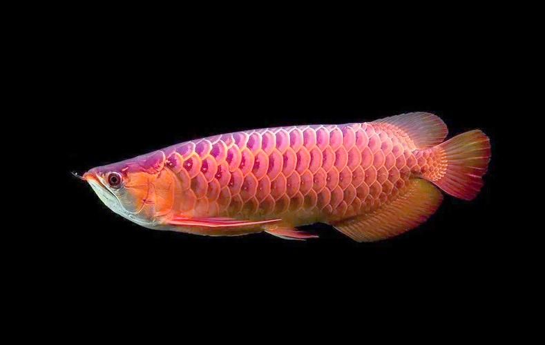 順平龍魚的養殖技術有哪些？，河北順平龍魚養殖技術 順平龍魚的養殖技術有哪些？，河北順平龍魚養殖技術 龍魚百科 第5張