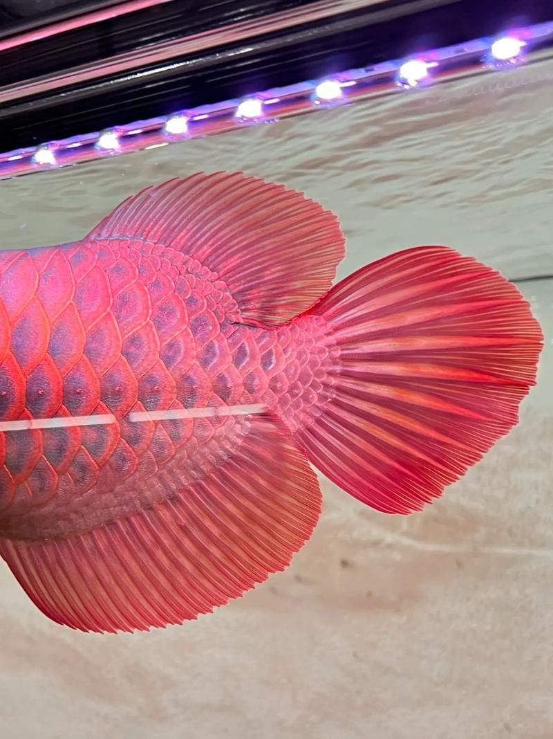 順平龍魚的養殖技術有哪些？，河北順平龍魚養殖技術 順平龍魚的養殖技術有哪些？，河北順平龍魚養殖技術 龍魚百科 第6張