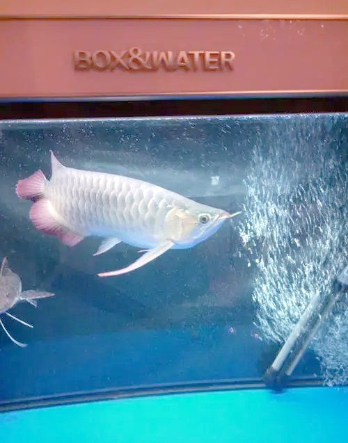 順平龍魚的養殖技術有哪些？，河北順平龍魚養殖技術 順平龍魚的養殖技術有哪些？，河北順平龍魚養殖技術 龍魚百科 第8張