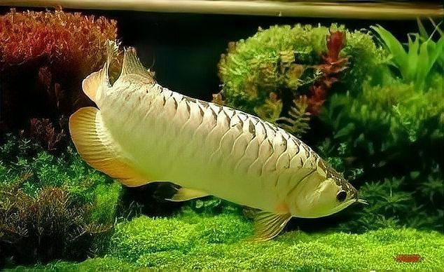 順平龍魚的養殖技術有哪些？，河北順平龍魚養殖技術 順平龍魚的養殖技術有哪些？，河北順平龍魚養殖技術 龍魚百科 第9張