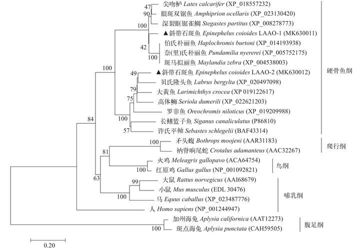 资源龙鱼的重金属含量如何？，资源龙鱼的重金属含量特征,亚洲龙鱼重金属含量特征