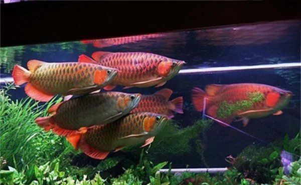 如何判斷龍魚是否患有眼膜病？，龍魚眼睛出現(xiàn)白膜，通常是“蒙眼病”的典型表現(xiàn)