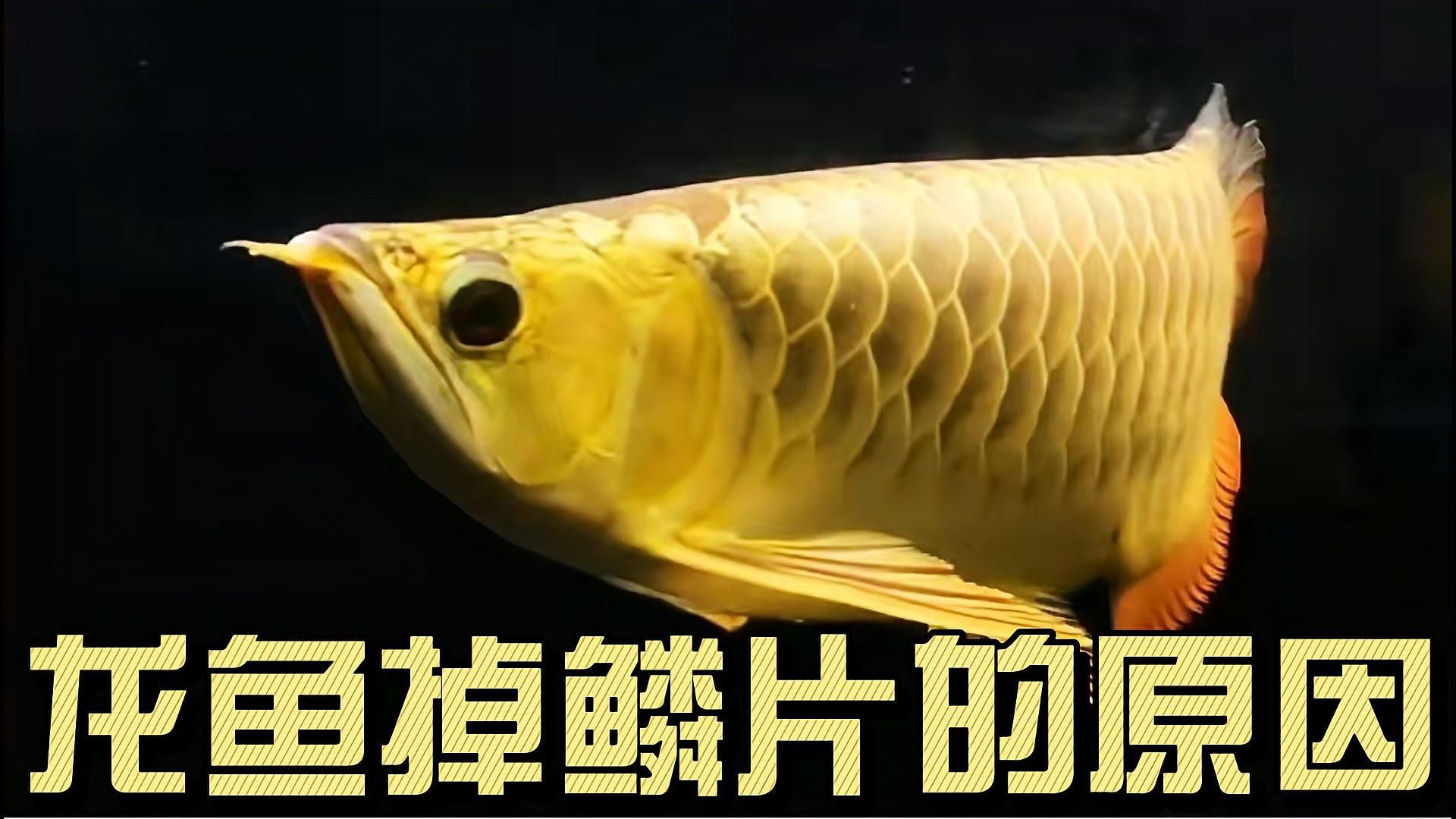 龍魚掉鱗是正常現(xiàn)象嗎？，龍魚掉鱗是正常現(xiàn)象嗎
