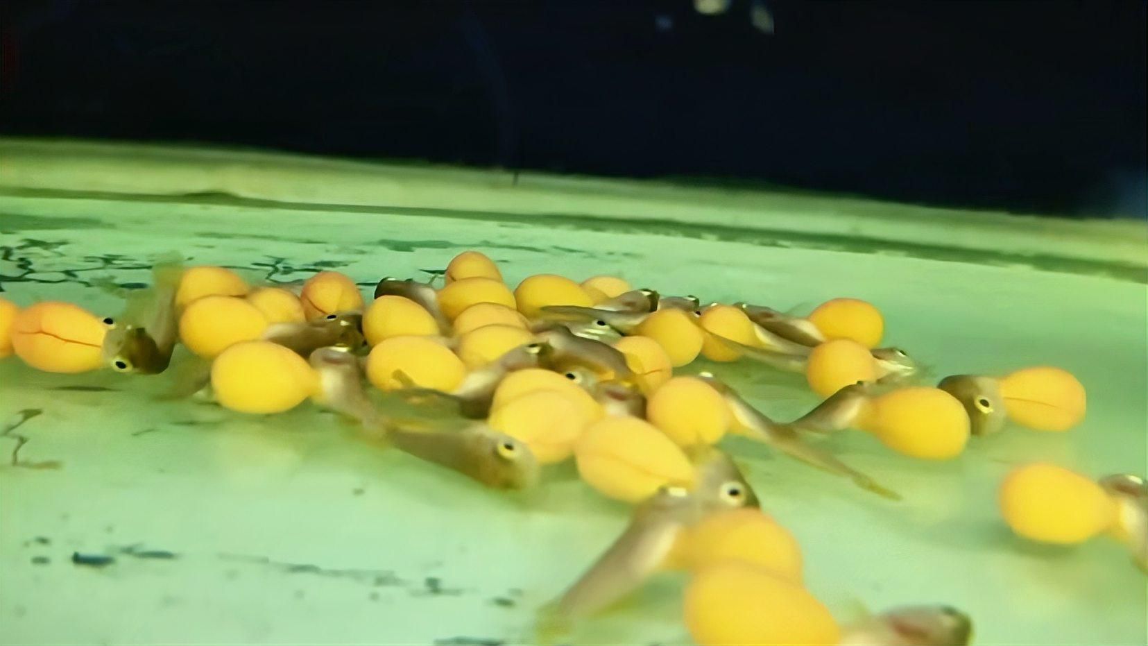 祥龍魚場有哪些推薦品種？，祥龍魚場有哪些推薦品種