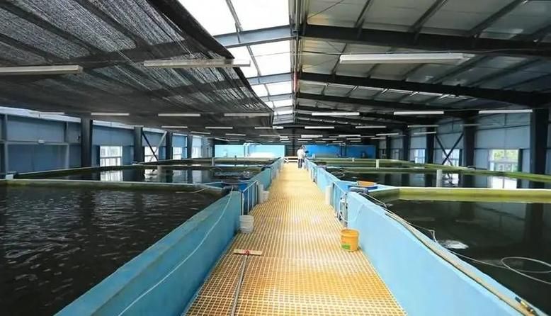 泗水龍魚養(yǎng)殖歷史是怎樣的？，泗水龍魚養(yǎng)殖歷史