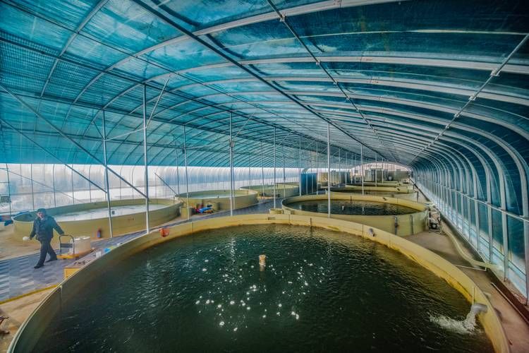 泗水龍魚養(yǎng)殖歷史是怎樣的？，泗水龍魚養(yǎng)殖歷史