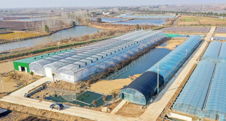 泗水龍魚養殖歷史是怎樣的？，泗水龍魚養殖歷史