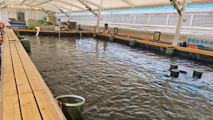 泗水龍魚養殖歷史是怎樣的？，泗水龍魚養殖歷史