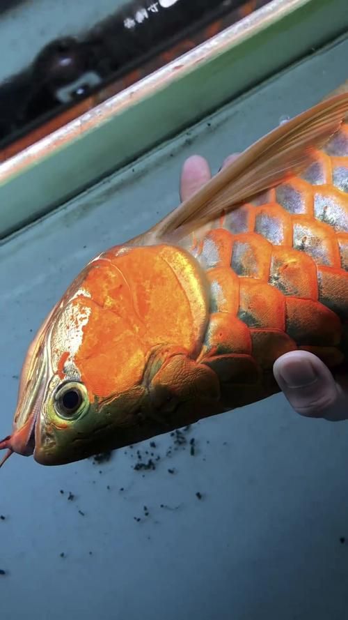 如何辨別黃埔龍魚的真偽？，scleropagesformosus（scleropagesformosus）