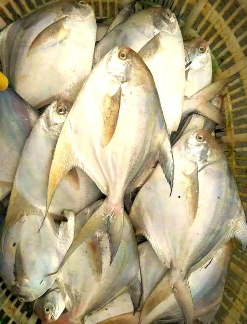 倉龍魚的圖片在哪里可以找到？
