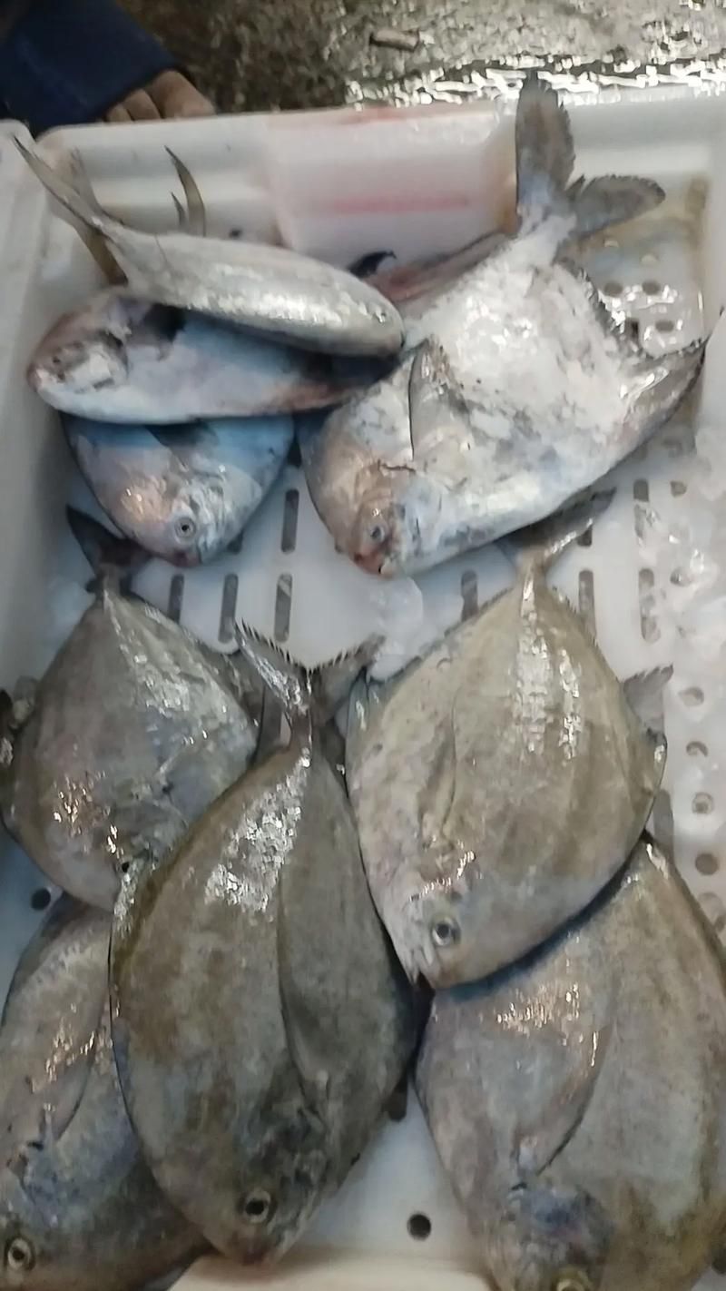 倉龍魚的圖片在哪里可以找到？