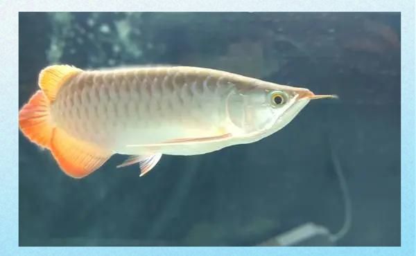 哪種治療方法對龍魚腸胃炎最有效？，如何判斷龍魚腸胃炎的類型？