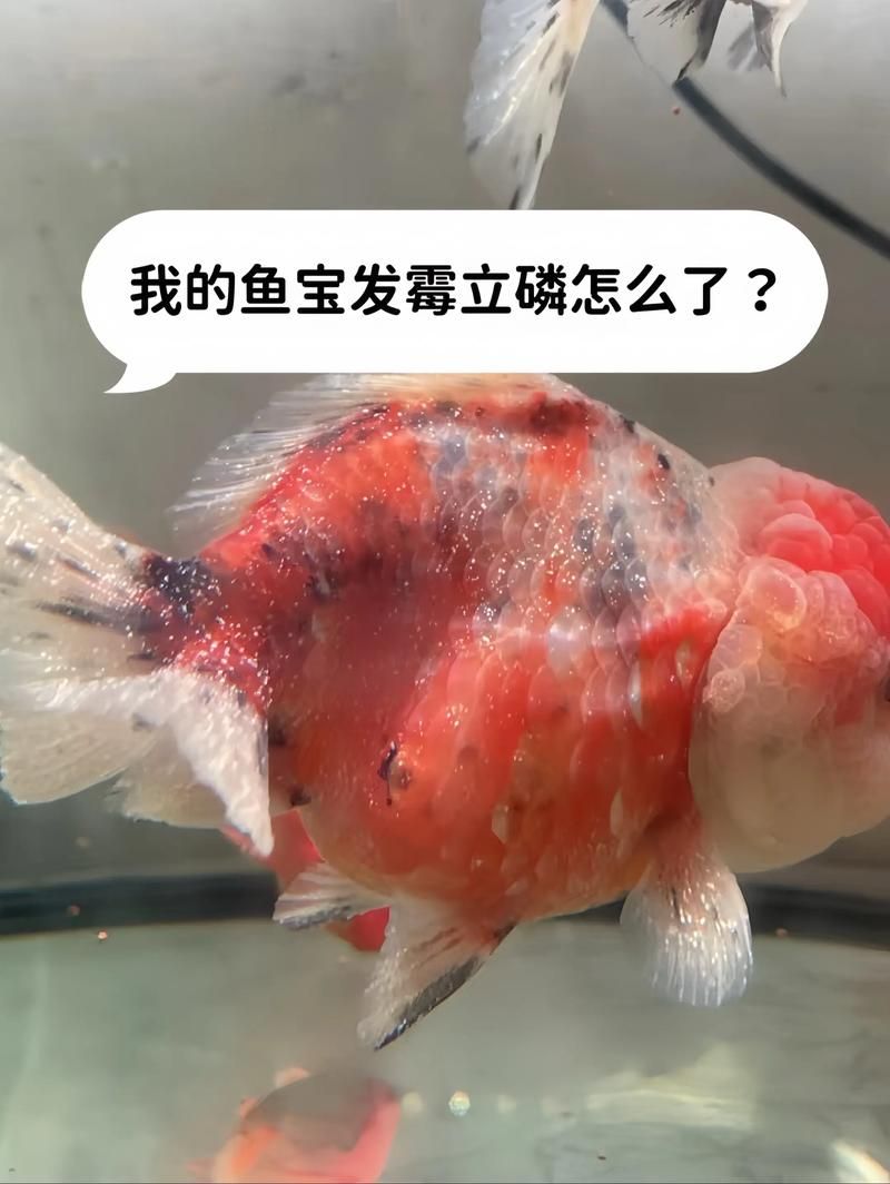 如何預防金龍魚白點??？，如何預防金龍魚白點病