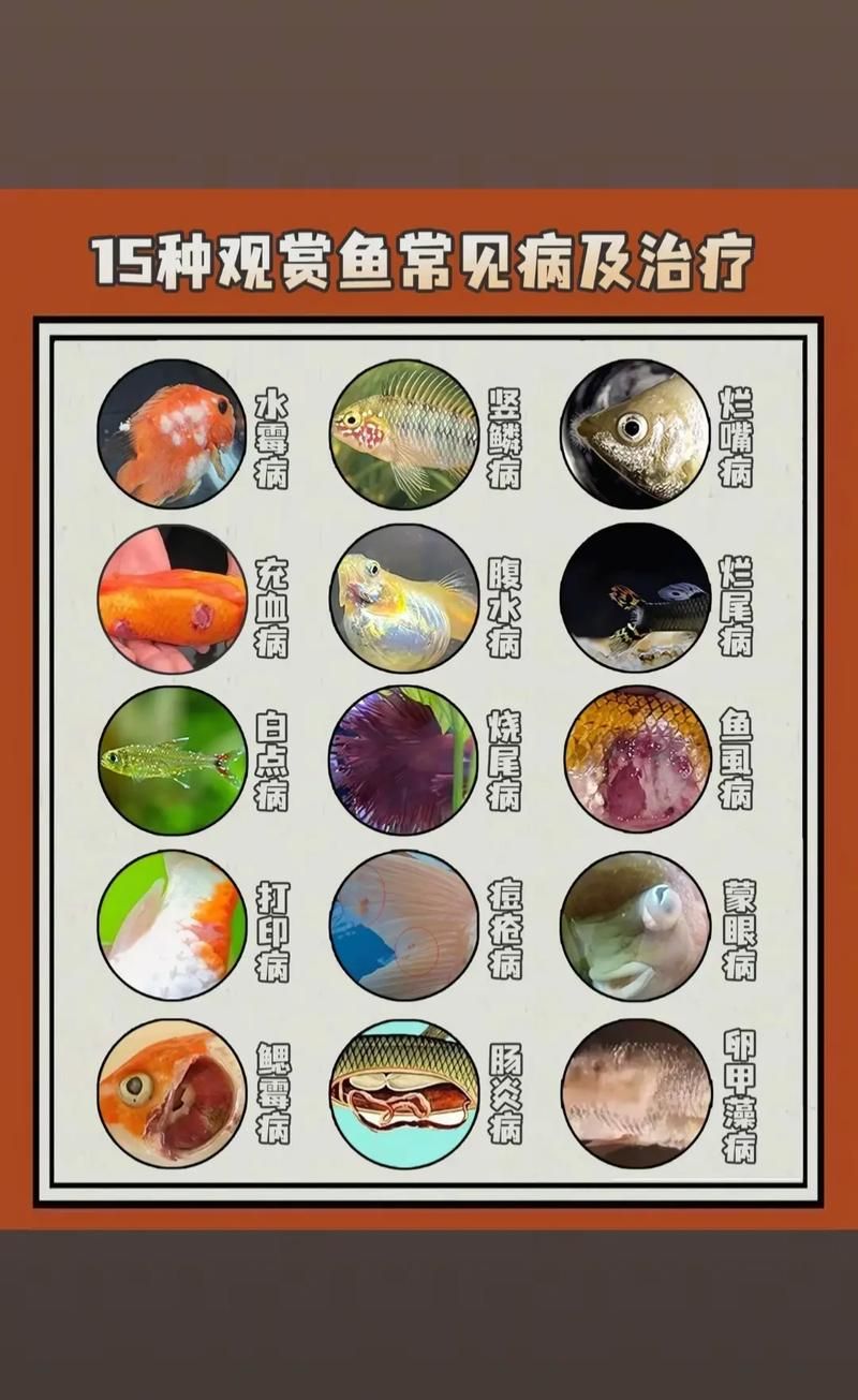 如何預防金龍魚白點??？，如何預防金龍魚白點病