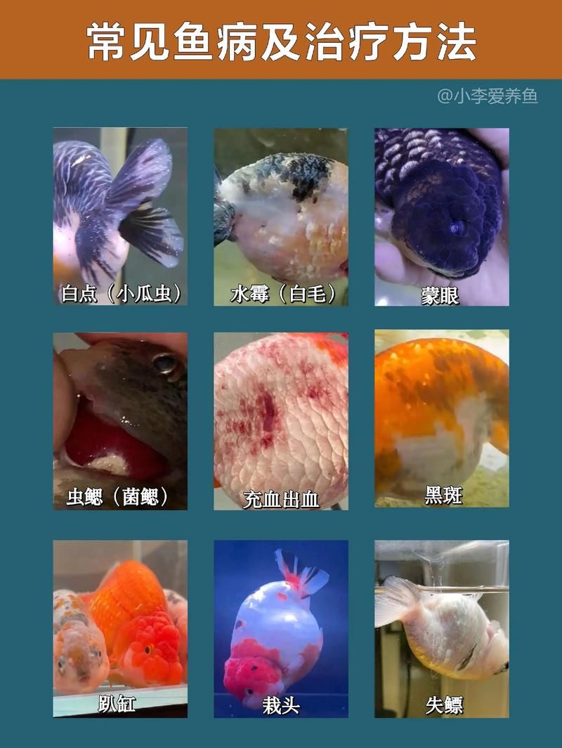 如何預防金龍魚白點??？，如何預防金龍魚白點病