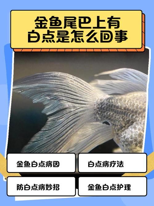 如何預防金龍魚白點病？，如何預防金龍魚白點病