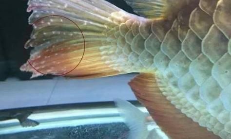 如何預防金龍魚白點病？，如何預防金龍魚白點病