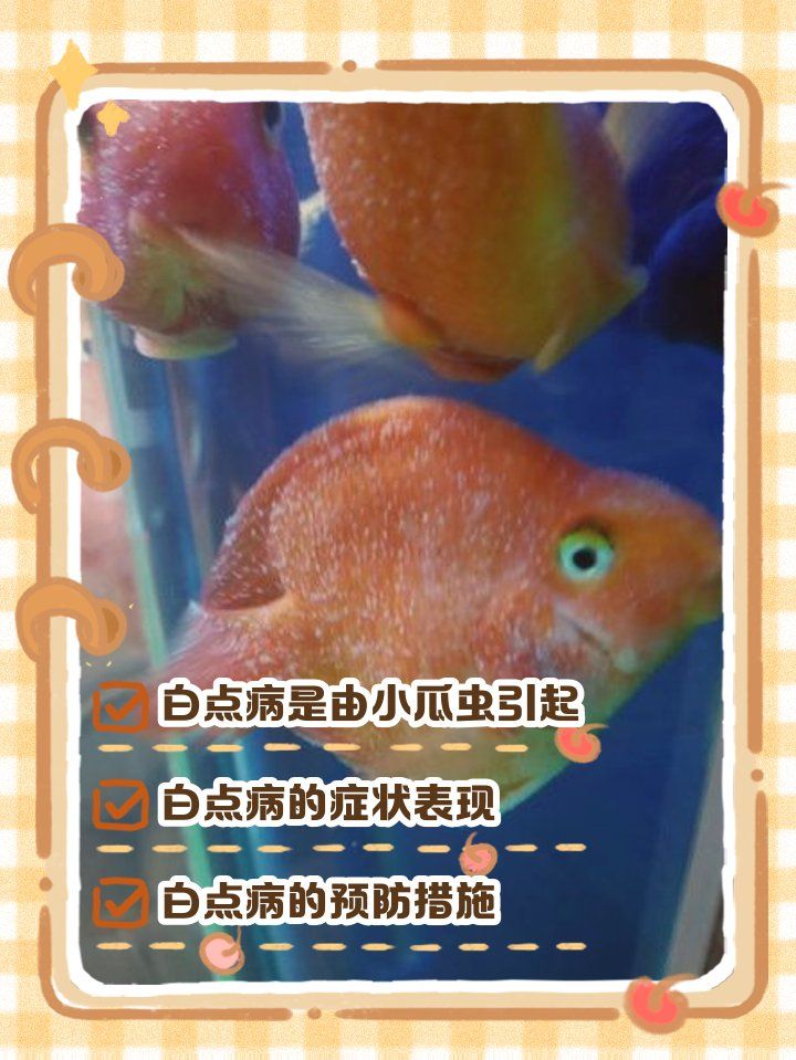 如何預防金龍魚白點病？，如何預防金龍魚白點病