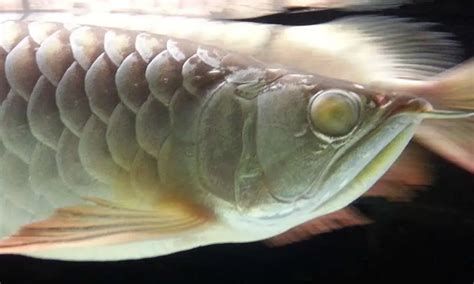 龍魚眼睛有白色絮狀物應(yīng)該立即換水嗎？，龍魚眼睛出現(xiàn)白色絮狀物應(yīng)該立即換水嗎？