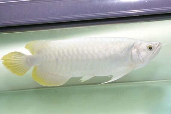 白沙龍魚的價格是多少？，白沙龍魚價格 白沙龍魚的價格是多少？，白沙龍魚價格 龍魚百科 第2張