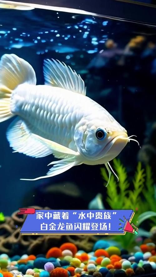 白沙龍魚的價格是多少？，白沙龍魚價格 白沙龍魚的價格是多少？，白沙龍魚價格 龍魚百科 第3張