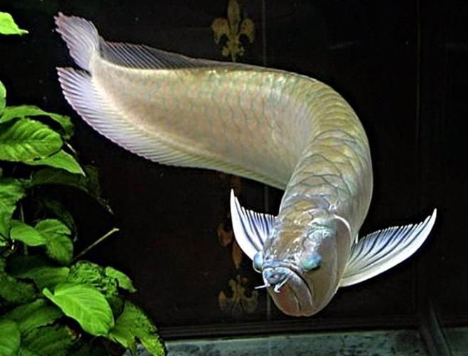 <strong><mark>白沙</mark></strong>龍魚的價格是多少？，<strong><mark>白沙</mark></strong>龍魚價格