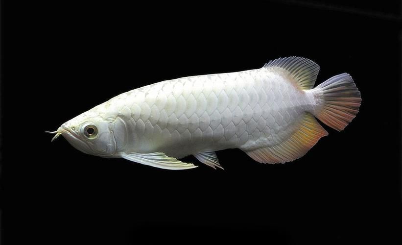 白沙龍魚的價格是多少？，白沙龍魚價格 白沙龍魚的價格是多少？，白沙龍魚價格 龍魚百科 第6張