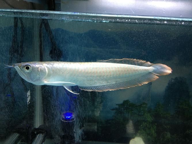 白沙龍魚的價格是多少？，白沙龍魚價格 白沙龍魚的價格是多少？，白沙龍魚價格 龍魚百科 第5張