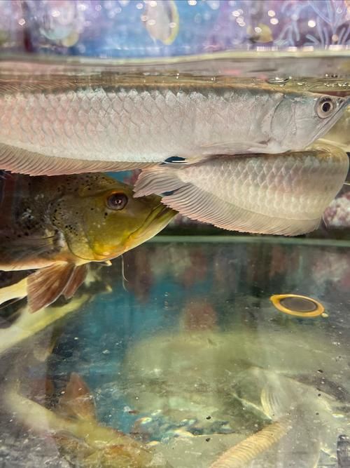 白沙龍魚的價格是多少？，白沙龍魚價格 白沙龍魚的價格是多少？，白沙龍魚價格 龍魚百科 第8張