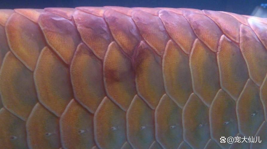 白沙龍魚的價格是多少？，白沙龍魚價格 白沙龍魚的價格是多少？，白沙龍魚價格 龍魚百科 第11張