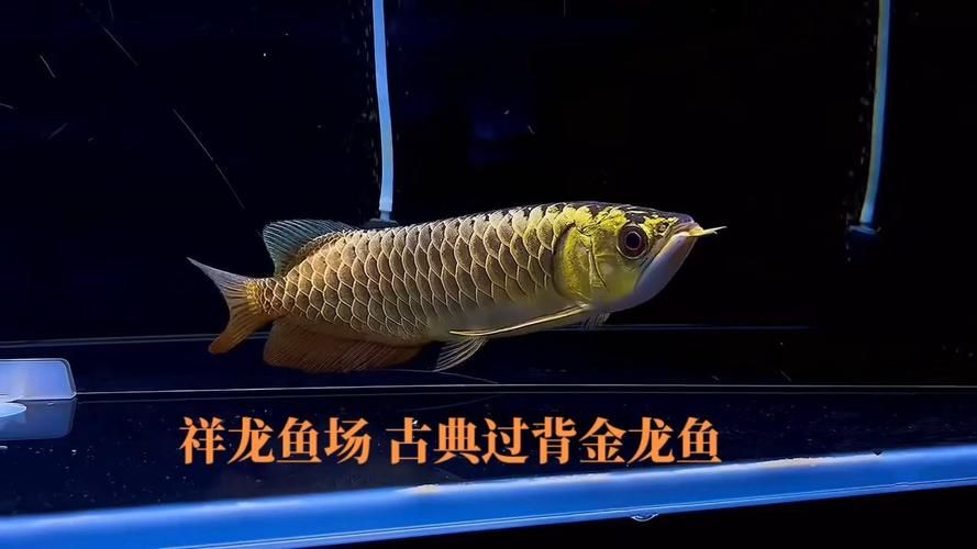 广东其他城市的祥龙鱼场信息，广东其他城市的祥龙鱼场信息，