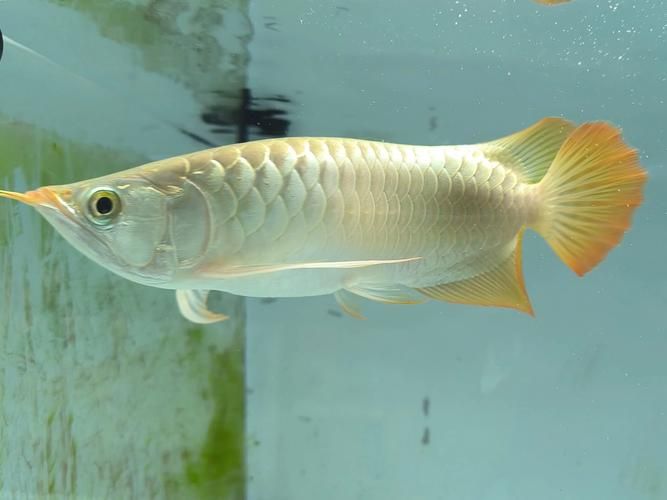 如何區(qū)分真假海南龍魚？