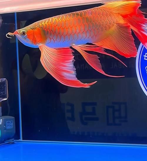 如何區(qū)分真假海南龍魚(yú)？ 如何區(qū)分真假海南龍魚(yú)？ 龍魚(yú)百科 第5張