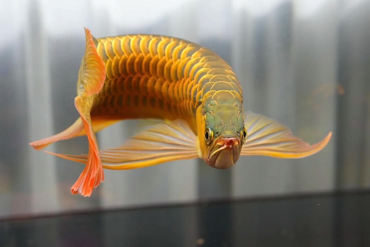 如何區(qū)分真假海南龍魚(yú)？ 如何區(qū)分真假海南龍魚(yú)？ 龍魚(yú)百科 第4張