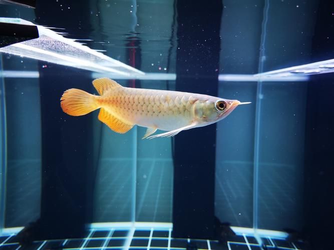 如何區(qū)分真假海南龍魚(yú)？ 如何區(qū)分真假海南龍魚(yú)？ 龍魚(yú)百科 第7張