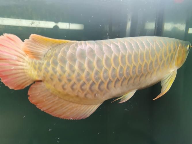 如何區(qū)分真假海南龍魚(yú)？ 如何區(qū)分真假海南龍魚(yú)？ 龍魚(yú)百科 第6張