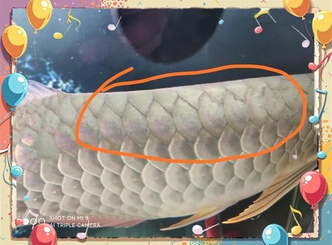 如何區(qū)分真假海南龍魚(yú)？ 如何區(qū)分真假海南龍魚(yú)？ 龍魚(yú)百科 第8張