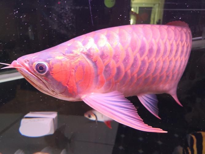 如何區(qū)分真假海南龍魚(yú)？ 如何區(qū)分真假海南龍魚(yú)？ 龍魚(yú)百科 第9張