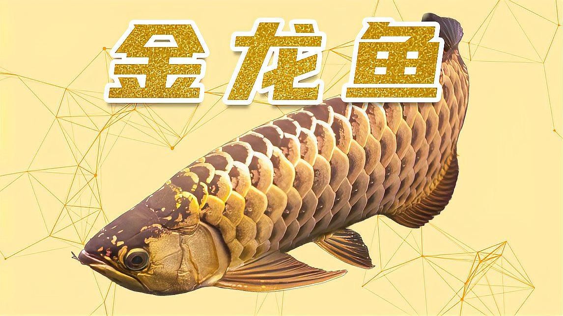 給我推薦一些常見(jiàn)的龍魚(yú)品種