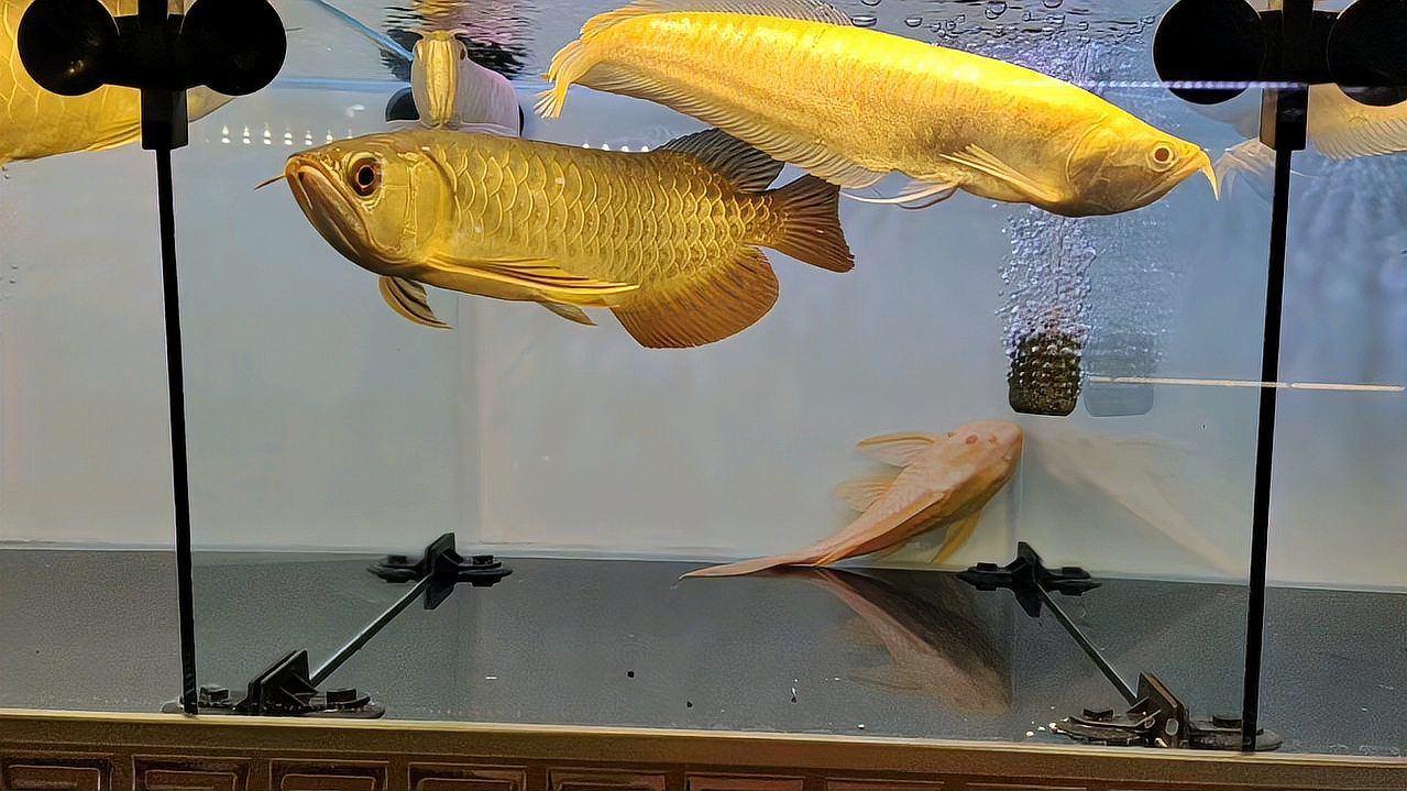 給我推薦一些常見(jiàn)的龍魚(yú)品種