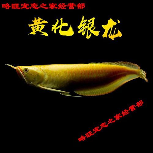 黃化銀龍魚的價格是多少？，黃化銀龍魚的價格是多少黃化銀龍魚的價格是多少